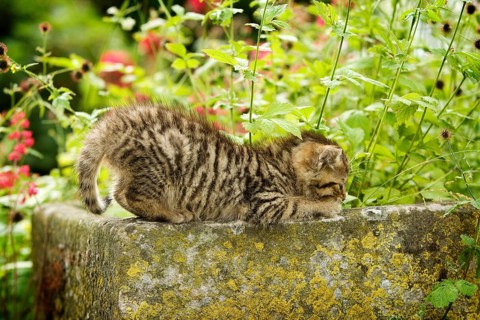 Brown-tabby kitten