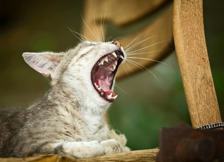 Grey-tabby cat lying on a chair