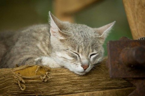 Grey-tabby cat lying on a chair