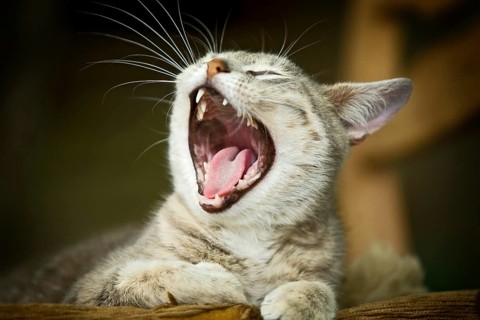Grey-tabby cat lying on a chair
