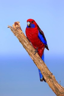 Crimson Rosella (Platycercus elegans) adult on perch