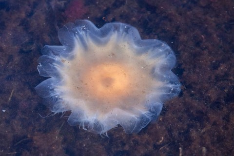 Lion's Mane Jellyfish (Cyanea capillata)