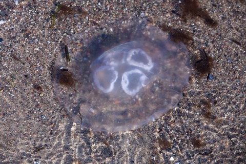 Jellyfish (Aurelia aurita)