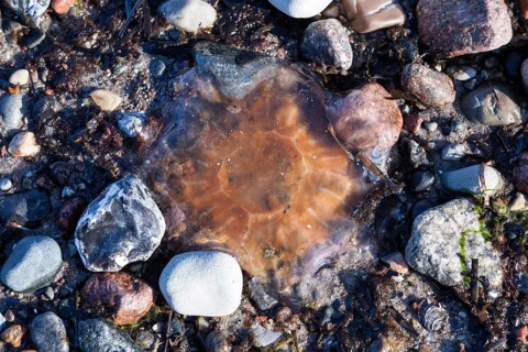 Lion's Mane Jellyfish (Cyanea capillata)