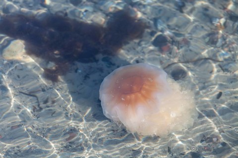 Lion's Mane Jellyfish (Cyanea capillata)