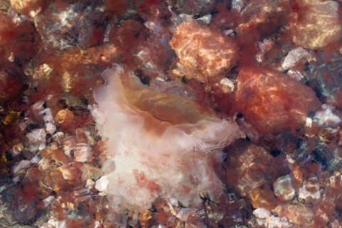 Lion's Mane Jellyfish (Cyanea capillata)
