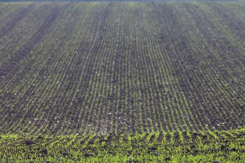 Burgeoning field