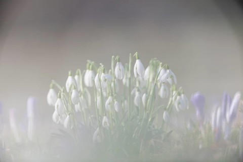 Snowdrops (Galanthus nivalis hybrid)