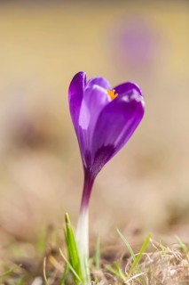 Crocus (Crocus)