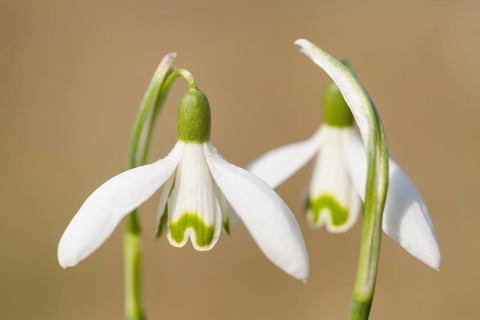 Snowdrops (Galanthus nivalis hybrid)