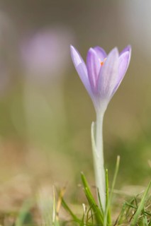 Crocus (Crocus)
