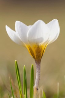 Crocus (Crocus)