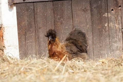 Silky or Silkie fowl (Gallus gallus domesticus)