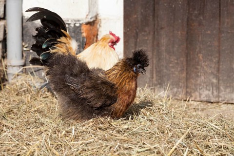 Silky or Silkie fowl (Gallus gallus domesticus)