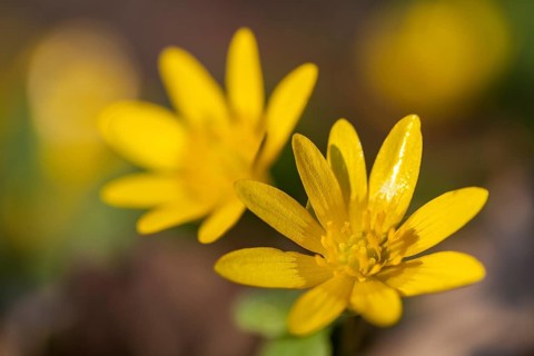 Lesser Celandine or Fig Buttercup (Ficaria verna)