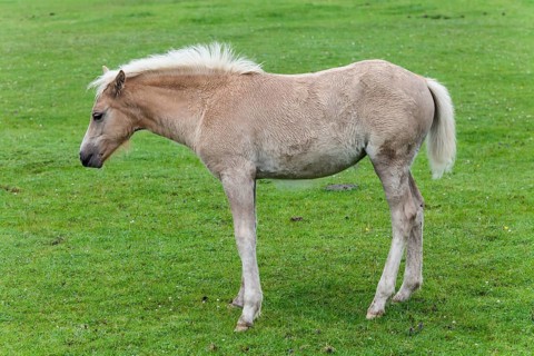 Haflinger foal at pasture