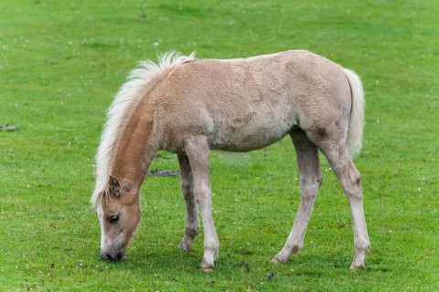Haflinger foal at pasture