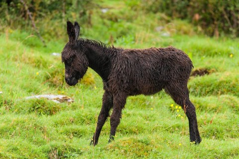 Foal