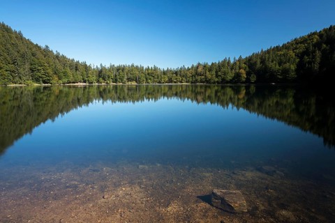 Forest being reflected in lake Feldsee