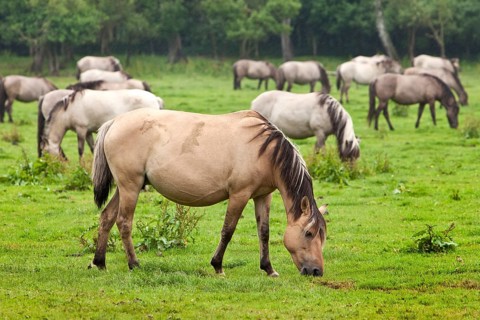 Dulmen ponies