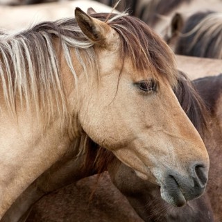 Dülmen pony