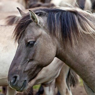 Dulmen pony