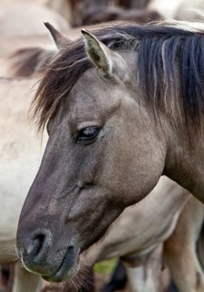 Dülmen pony