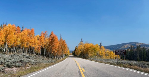 Forest in autumn