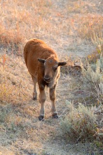 American bison (Bison bison)