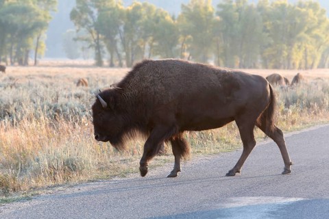 American bison (Bison bison) crossing a road