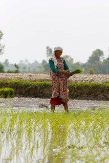 Woman working on a rice paddy at the beginning of the monsoon season