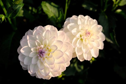 Pink round Dahlia (Dahlia) "Eveline"