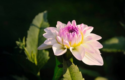 Round Dahlia (Dahlia) "Eveline"