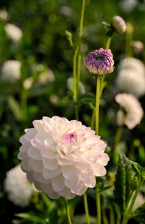 Pink round Dahlia (Dahlia) 'Eveline'