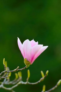 Blossom