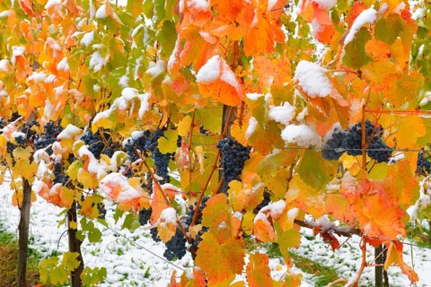 Snow-covered grape-vines