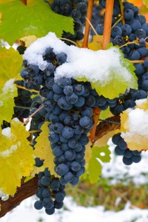 Snow-covered Dornfelder grapes in autumn
