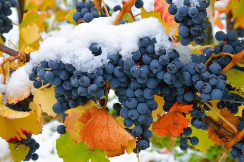 Snow-covered Dornfelder grapes in autumn