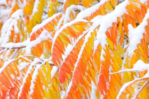 Snow-covered Staghorn Sumac (Rhus typhina) in autumn