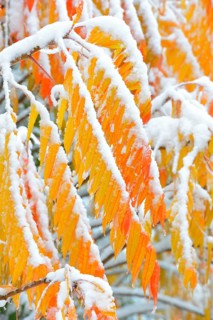 Snow-covered Staghorn Sumac (Rhus typhina) in autumn