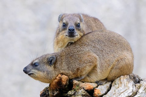 Rock Hyrax or Cape Hyrax (Procavia capensis)