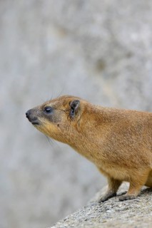 Rock Hyrax or Cape Hyrax (Procavia capensis)