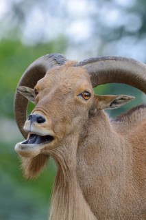 Barbary Sheep (Ammotragus lervia)