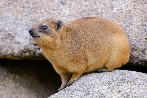 Rock Hyrax or Cape Hyrax (Procavia capensis)