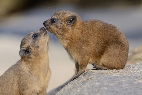 Two Rock Hyraxes or Cape Hyraxes (Procavia capensis)
