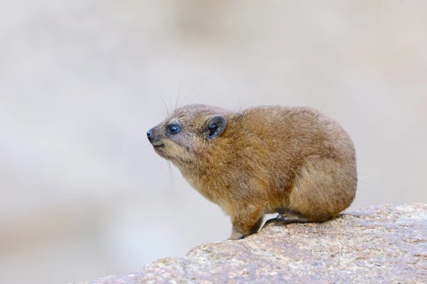 Rock Hyrax or Cape Hyrax (Procavia capensis)