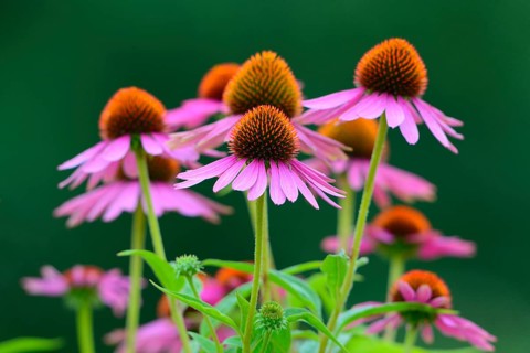 Eastern Purple Coneflowers (Echinacea purpurea