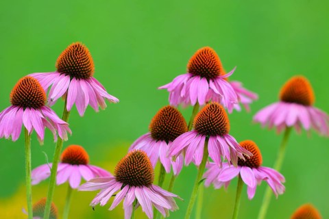 Eastern Purple Coneflowers (Echinacea purpurea