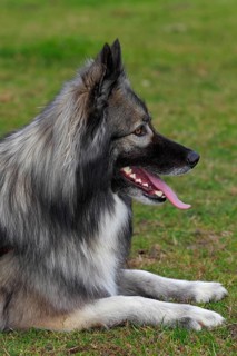 German Shepherd mixed breed