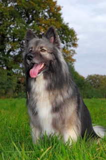 German Shepherd mixed breed